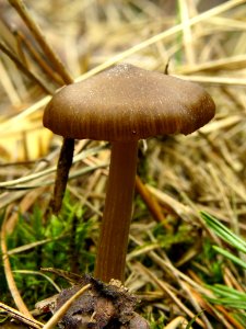 Entoloma vernum Bykivnya5
