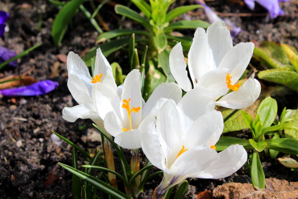 White flower nature