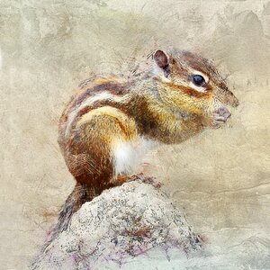 Hamster nature closeup