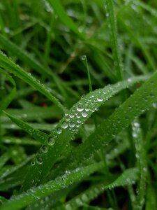 Flora nature rain