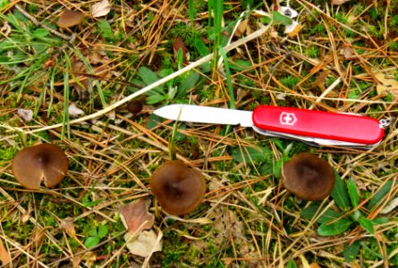 Entoloma vernum Bykivnya7