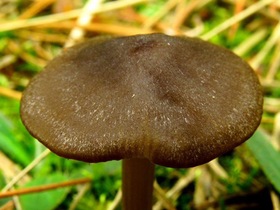 Entoloma vernum Bykivnya11