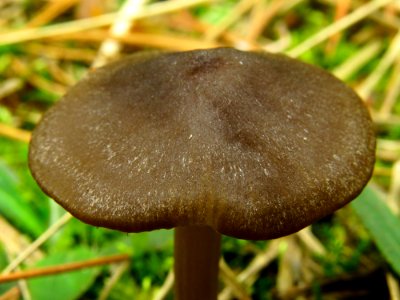 Entoloma vernum Bykivnya11