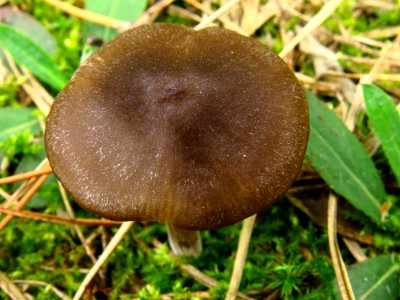 Entoloma vernum Bykivnya12