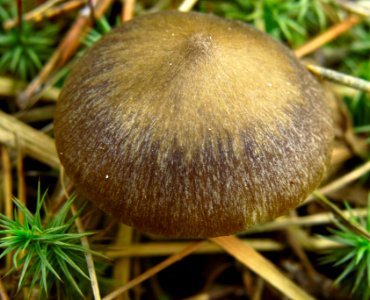 Entoloma vernum Bykivnya16