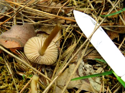Entoloma vernum Bykivnya3