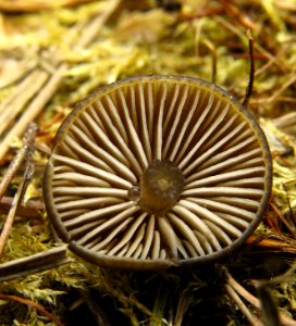 Entoloma vernum Bykivnya14