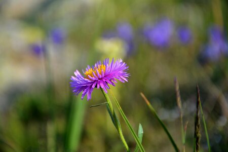 Spring flowers plant flowers