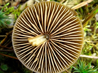 Entoloma vernum Bykivnya17