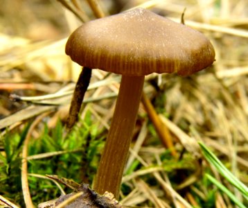 Entoloma vernum Bykivnya4