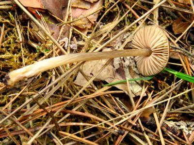 Entoloma vernum Bykivnya2
