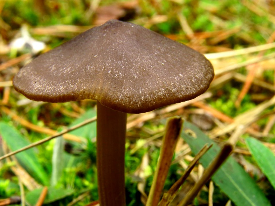 Entoloma vernum Bykivnya8