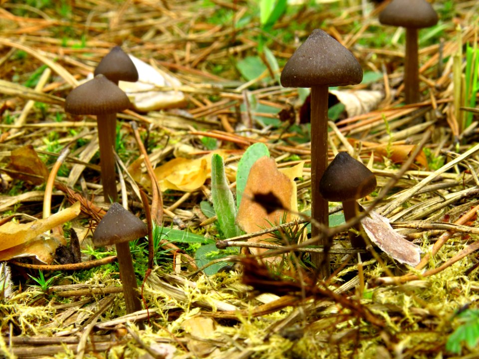Entoloma vernum Bykivnya13