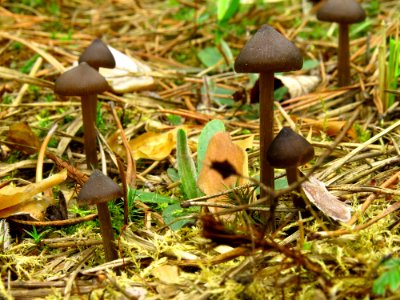 Entoloma vernum Bykivnya13