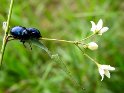 Eumolpus asclepiadeus Kiev3 photo