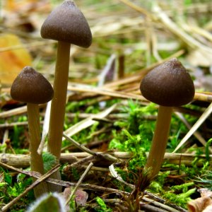 Entoloma vernum Bykivnya18