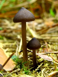 Entoloma vernum Bykivnya15