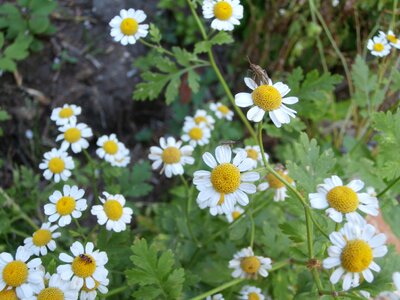 Flowers garden nature
