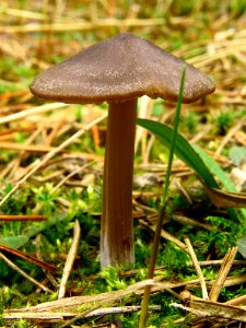 Entoloma vernum Bykivnya10