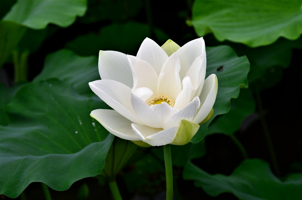 Plants nature white