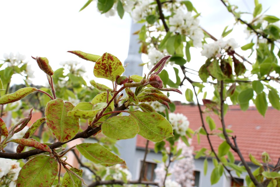 Eriophyes pyri124