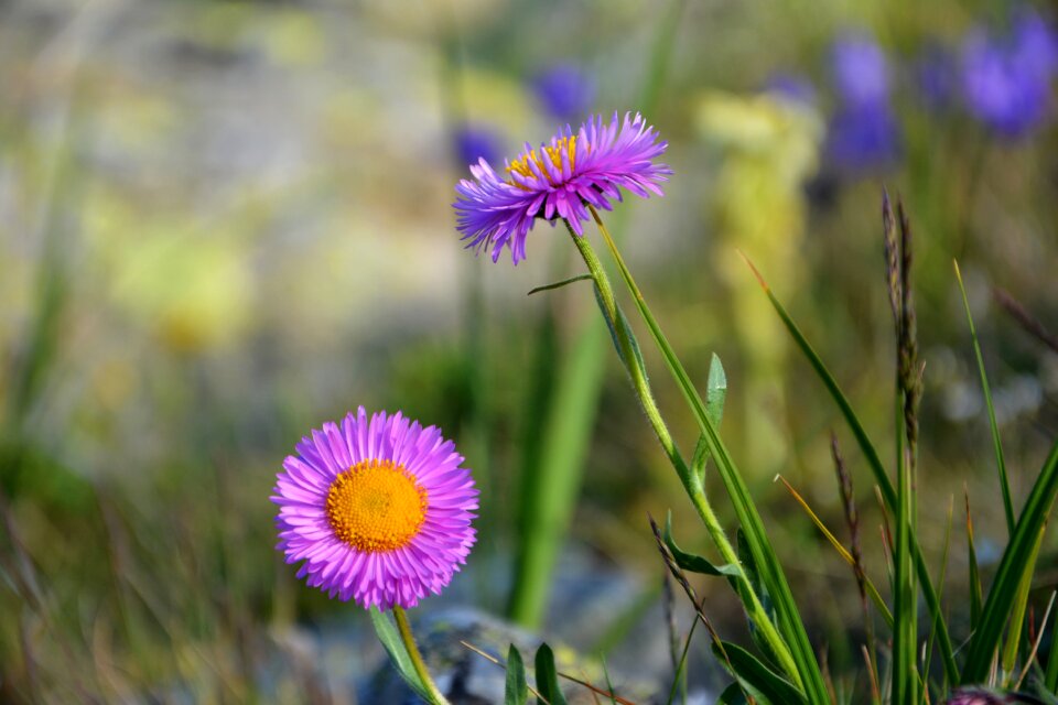 Spring flowers plant flowers