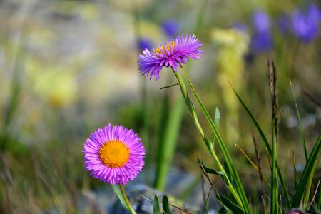 Spring flowers plant flowers