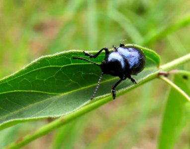 Eumolpus asclepiadeus Kiev1