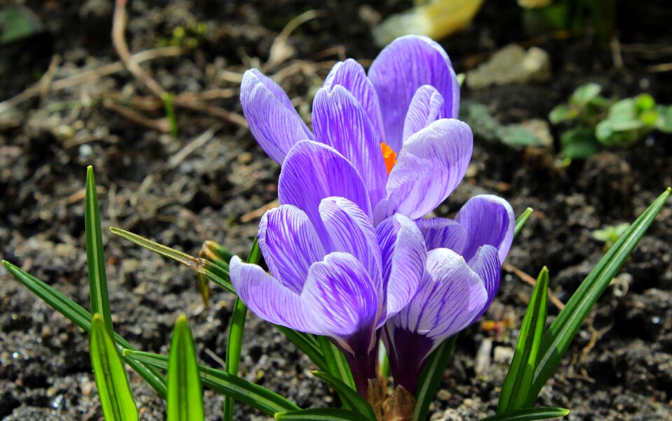 April nature flower