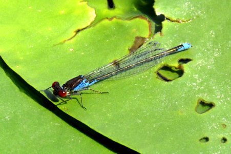 Erythromma viridulum Kiev