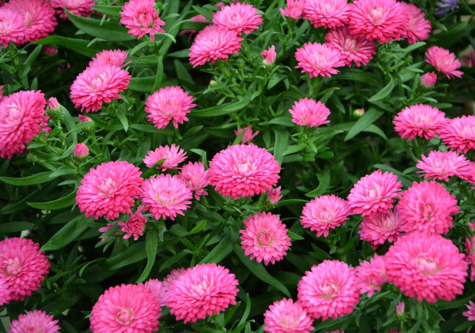 Massif garden ground cover plants