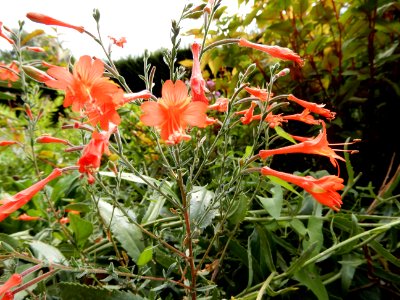 Epilobium canum, Jardin de l'École du Breuil 2