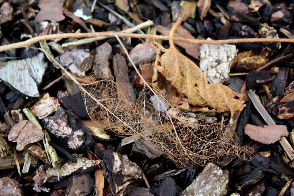 Esqueleto de hoja