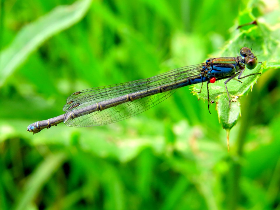 Erythromma viridulum Zazymya2