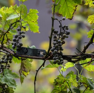 Vineyard grape nature