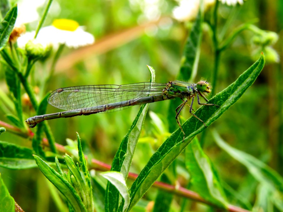 Erythromma viridulum Zazymya4