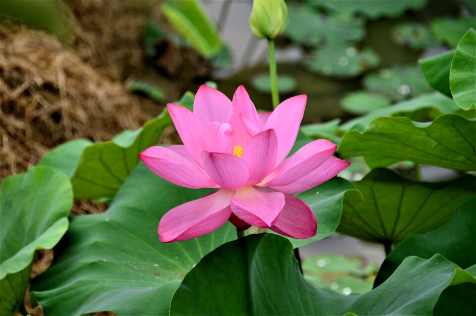 Plants water lilies pond plants