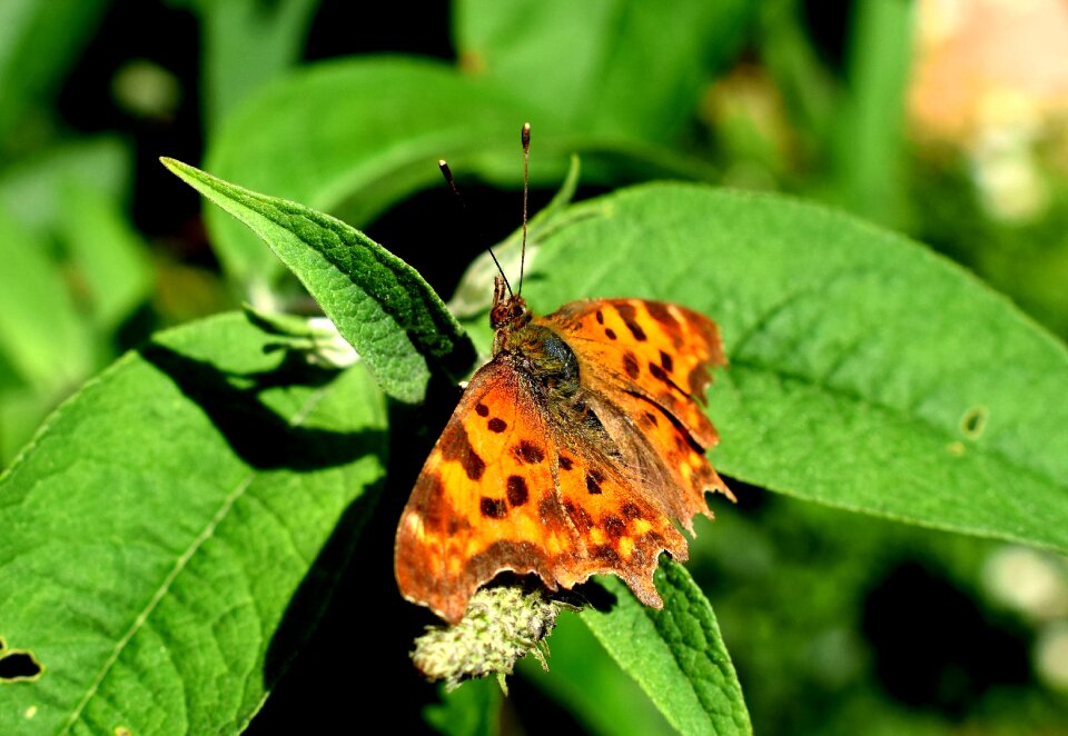 C butterfly butterflies insect