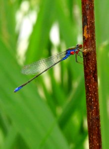 Erythromma viridulum Zazymya1 photo