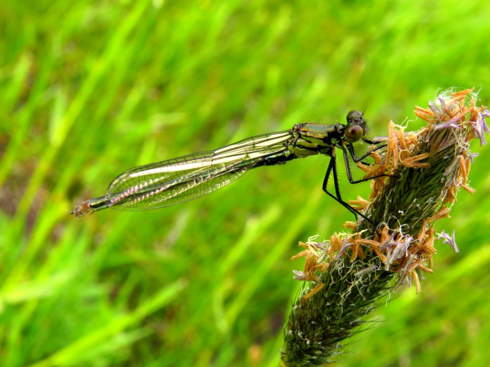 Erythromma najas Desna2