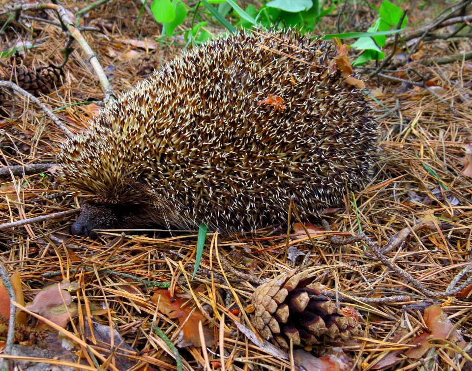Erinaceus roumanicus Pohreby2