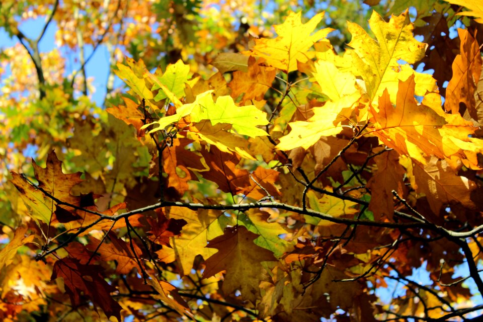 Maple tree bright