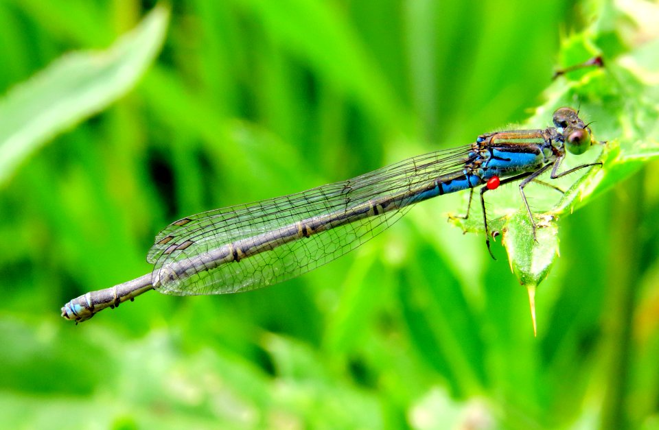 Erythromma viridulum Zazymya3