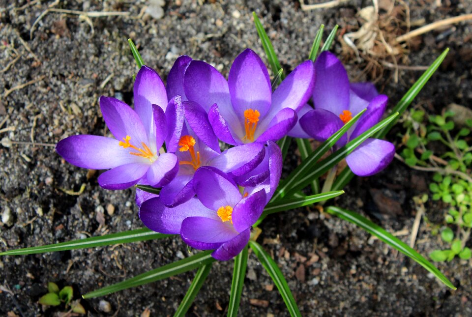 Nature flower plant