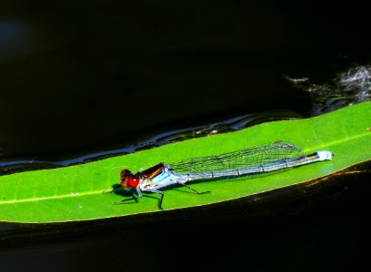 Erythromma najas Muromets