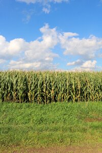 Agriculture cornfield harvest
