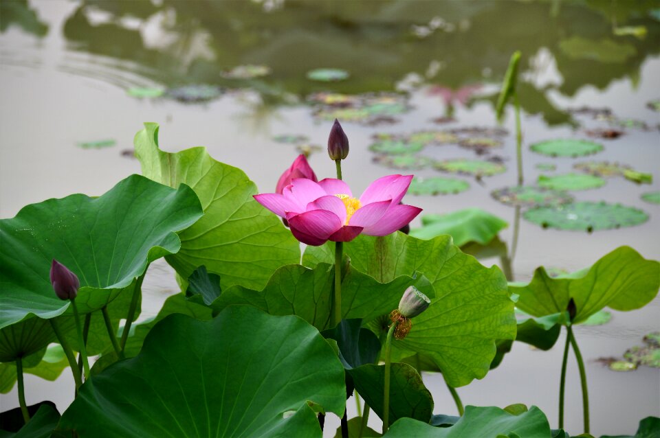 Plants pond nature