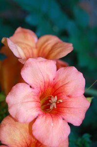 Flower is best