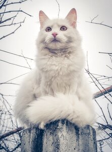 Cute animal feline photo