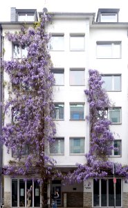 Düsseldorf, Kreuzstraße 17, 18. April 2020